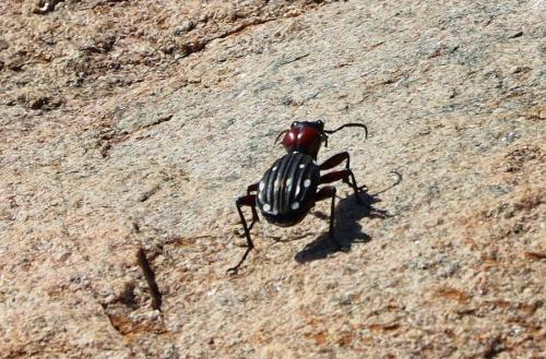 Anthia decemguttata